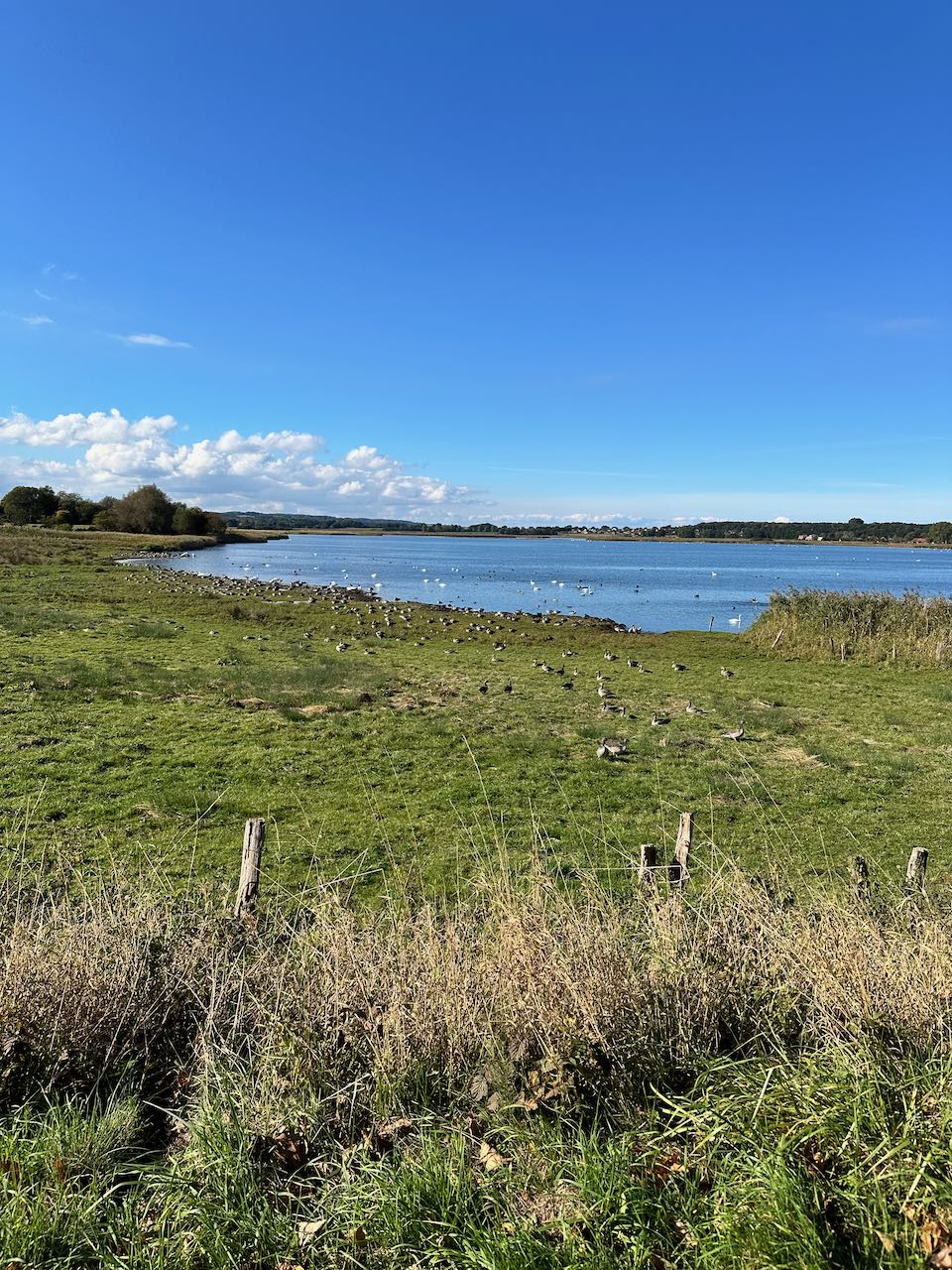Lauf suchen - Zehlendorfer Binnensee - 2. Hohwachter Kranichlauf 2025